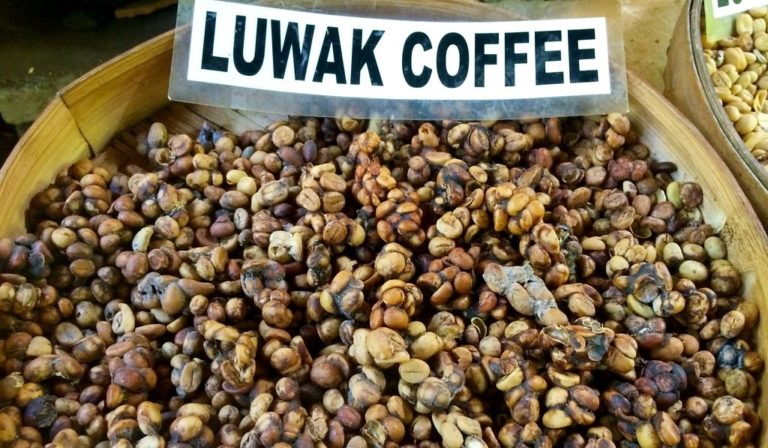 Caffè Kopi Luwak: Cos’è, Come Viene Prodotto e i suoi Effetti Sulla Salute