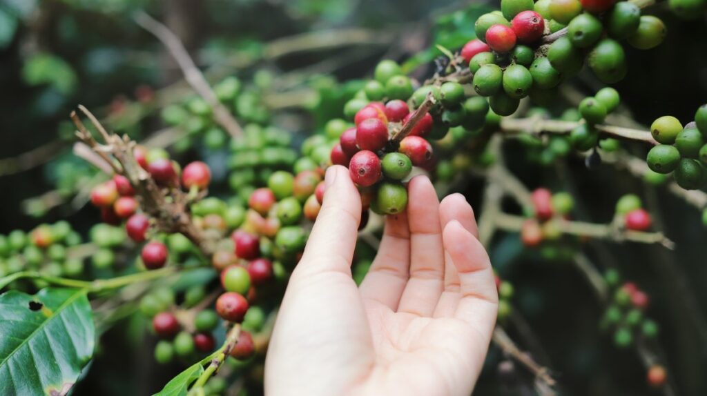 coltivazione del caffè