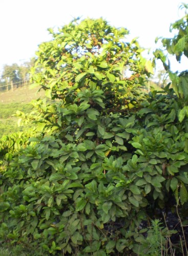 pianta di caffè liberica