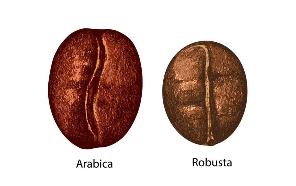 caffè arabica vs robusta